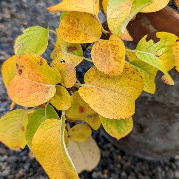 Salix nakamurana Fulla