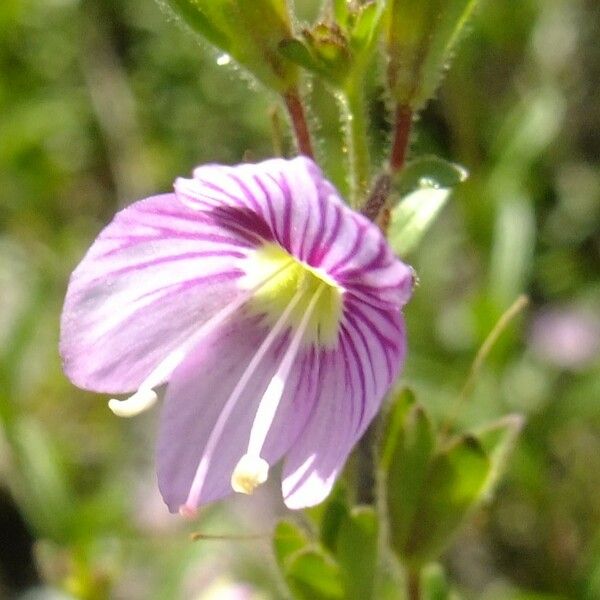 Veronica fruticulosa その他の提案