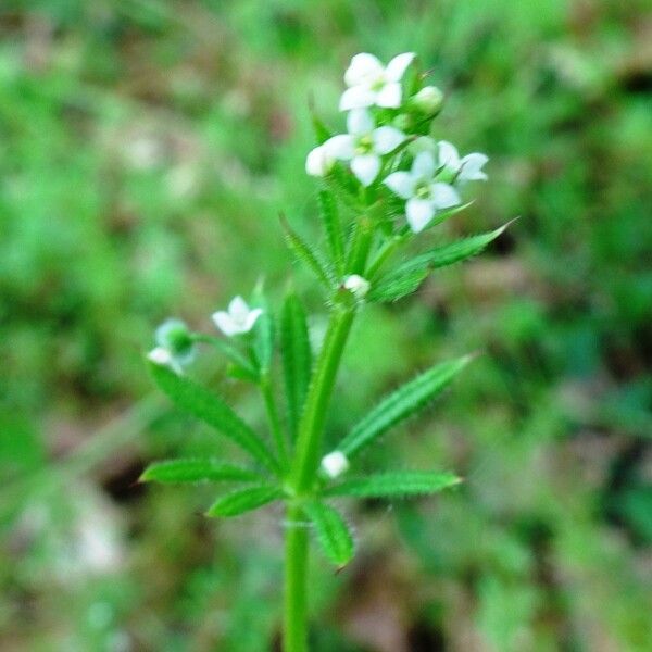 Galium aparine 花