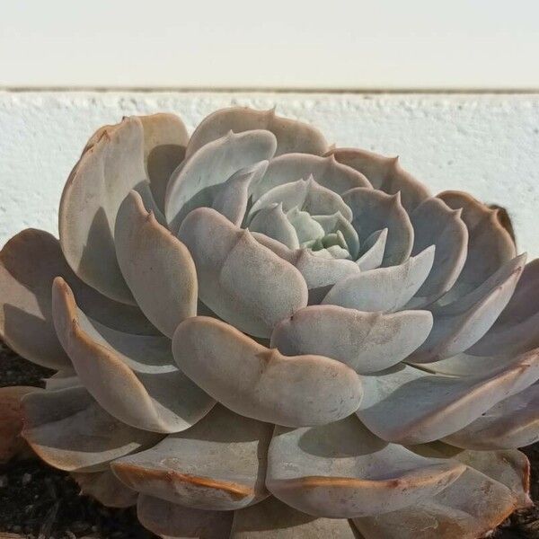 Echeveria lilacina Flower