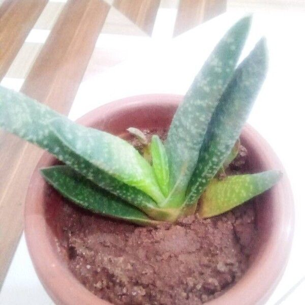 Gasteria carinata 葉