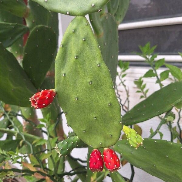 Opuntia cochenillifera Плід