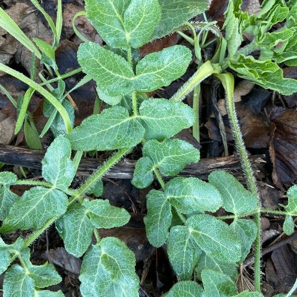 Opopanax chironium Blad