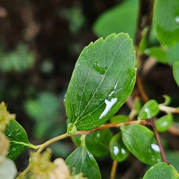 Spiraea chamaedryfolia পাতা