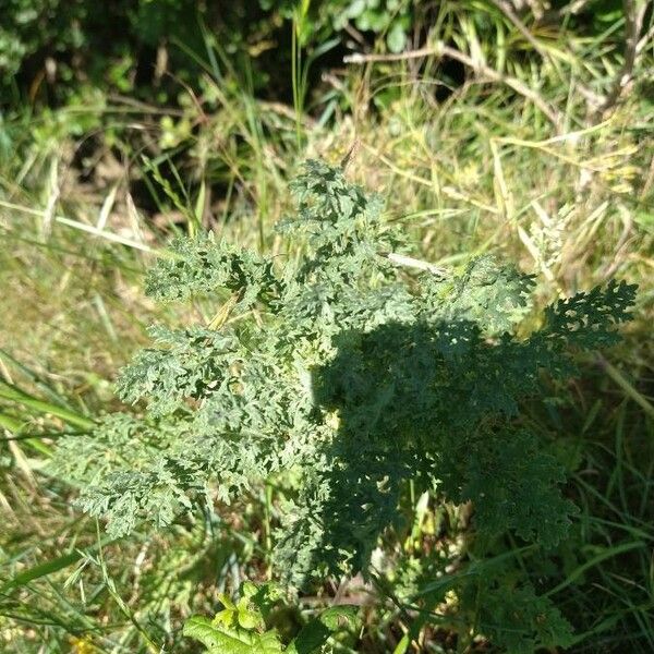 Artemisia pontica Leaf