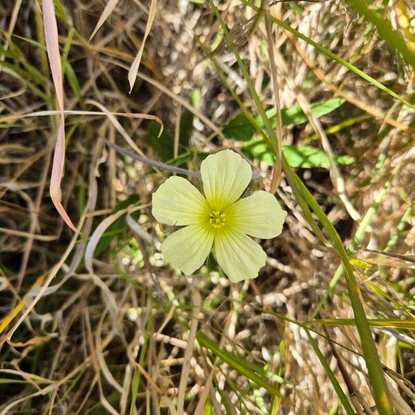 Monsonia longipes फूल