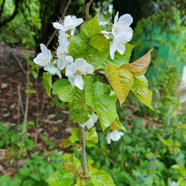 Prunus cerasus Хабит