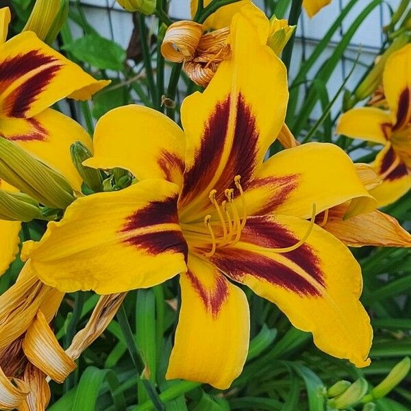 Hemerocallis fulva 花