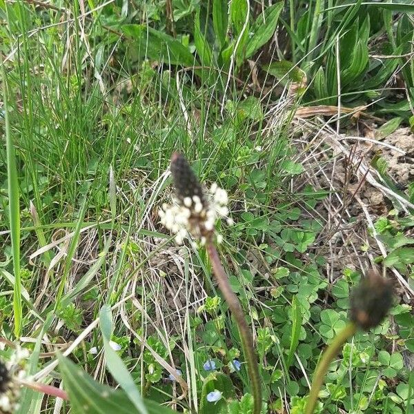 Plantago lanceolata फूल