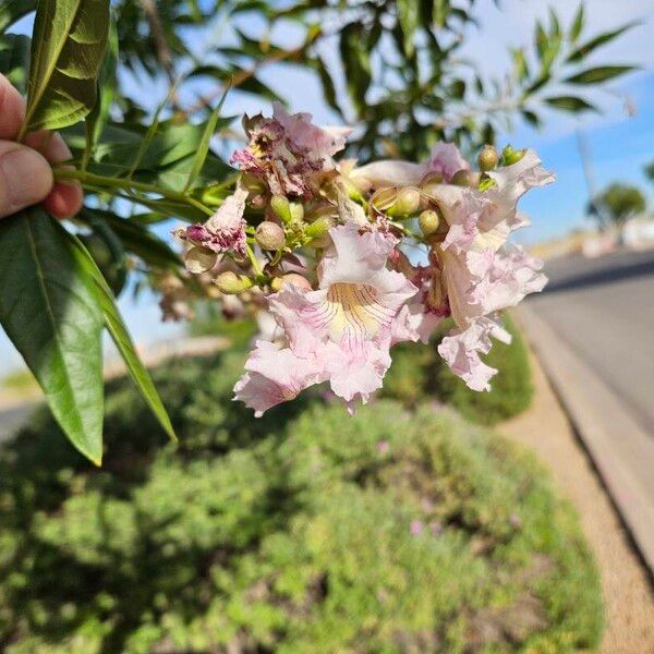 × Chitalpa tashkentensis Blodyn