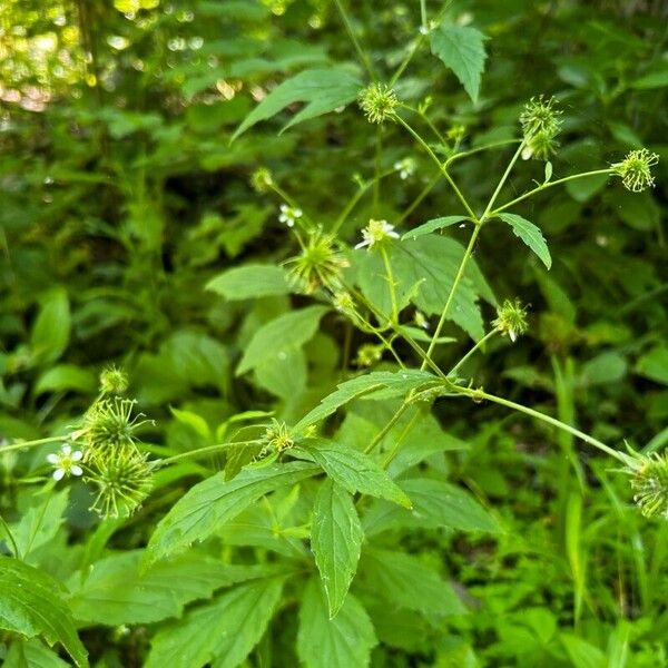 Geum laciniatum Hoja