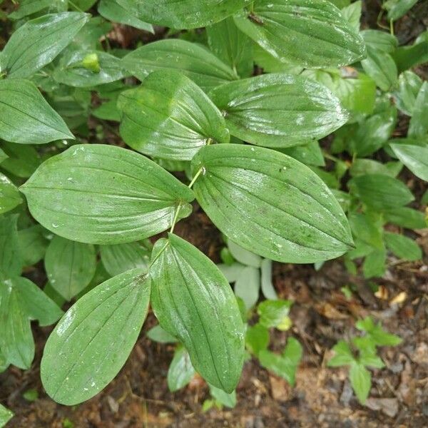 Streptopus amplexifolius Leaf