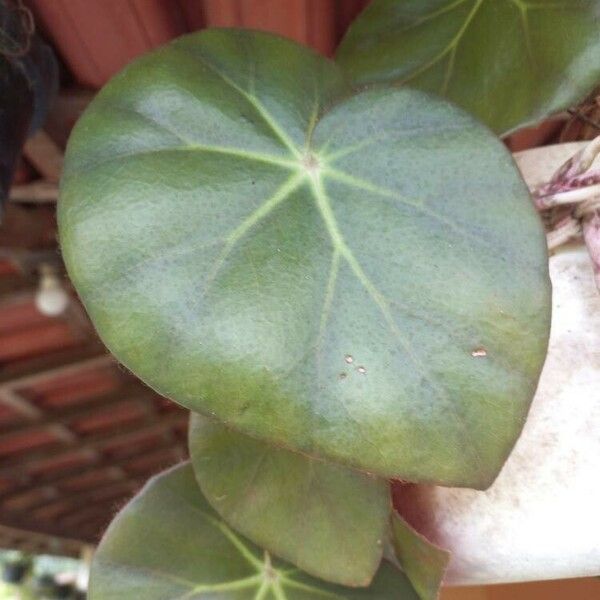 Begonia erythrophylla Yaprak