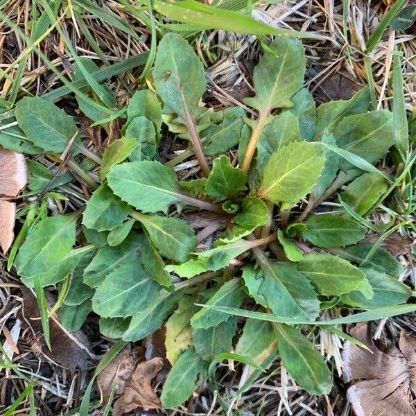 Crepis bursifolia 叶
