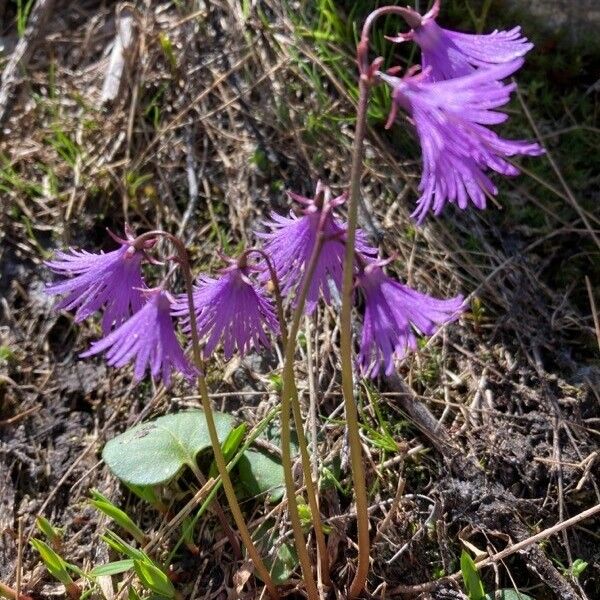 Soldanella alpina ᱵᱟᱦᱟ