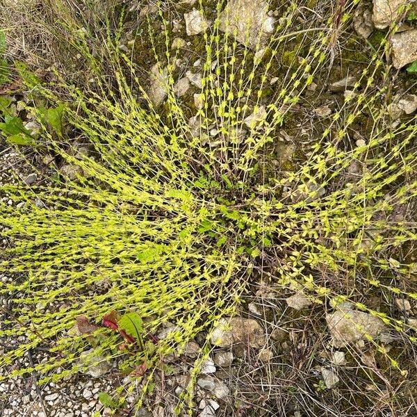 Cruciata laevipes Hábito