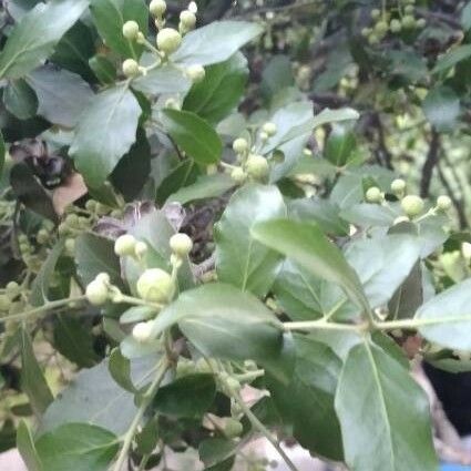 Ilex vomitoria Fuelha