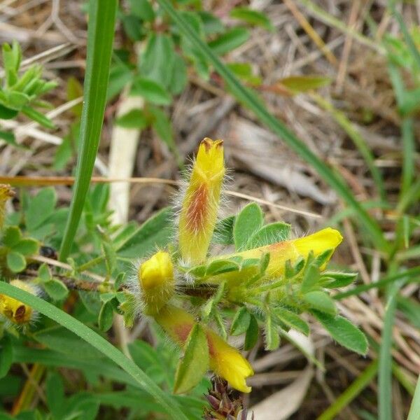 Argyrolobium biebersteinii 花