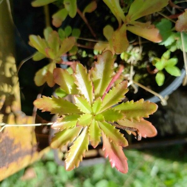 Phedimus aizoon Folha