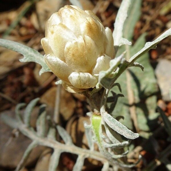 Rhaponticum coniferum Floro