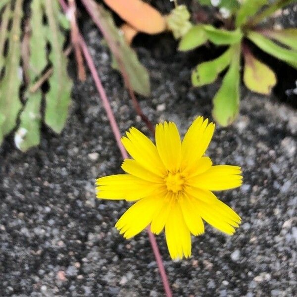 Leontodon saxatilis Flower