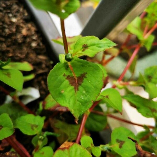 Persicaria capitata 葉