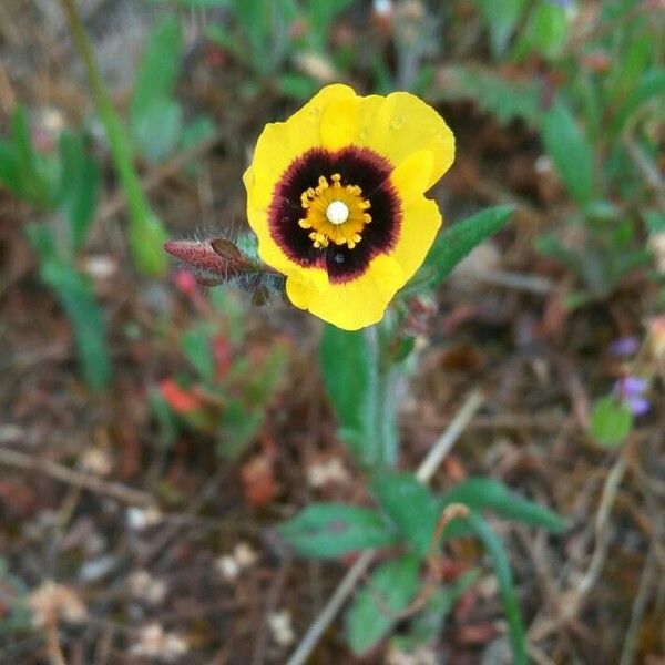 Tuberaria guttata Flower