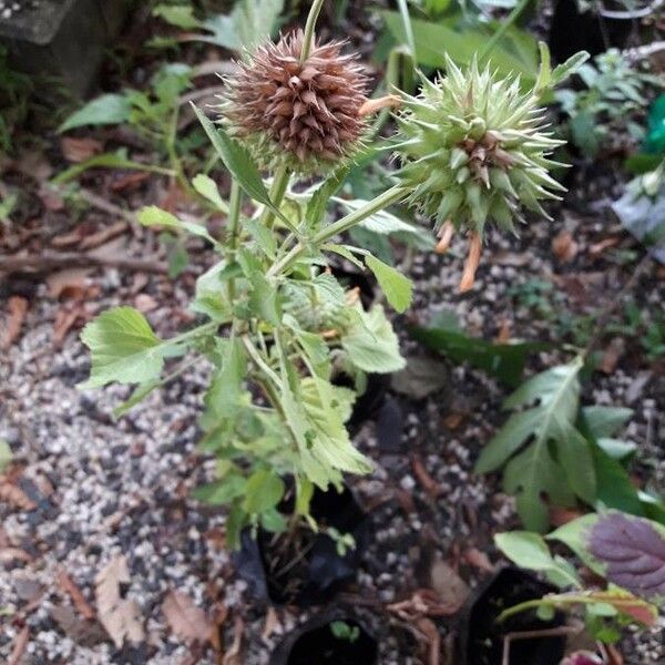Leonotis nepetifolia Cvet
