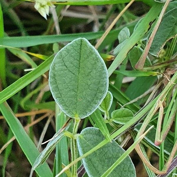 Rhynchosia minima Leaf