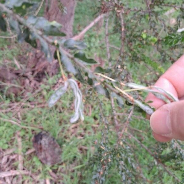 Acacia paradoxa Folha