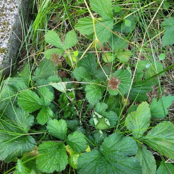 Geum urbanum পাতা