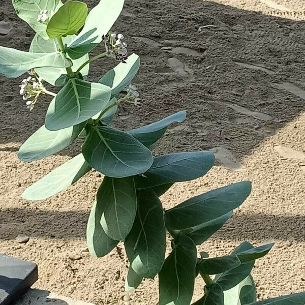 Calotropis procera Ліст