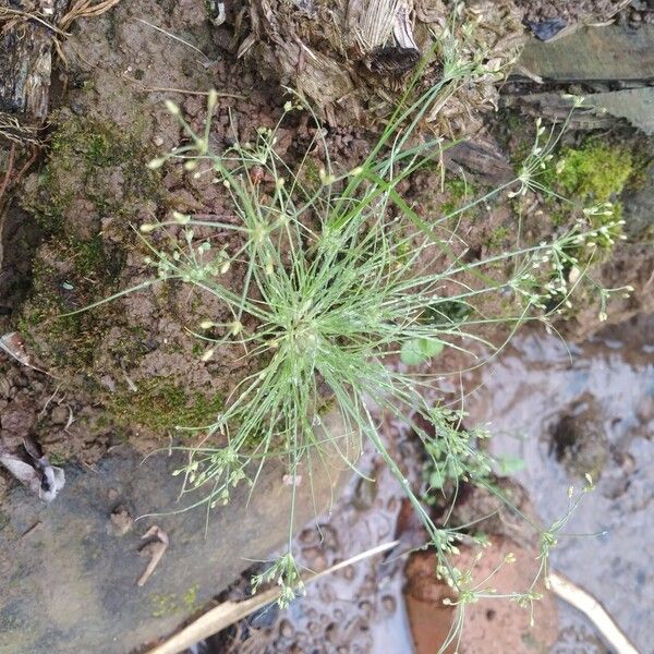 Fimbristylis aestivalis Habit