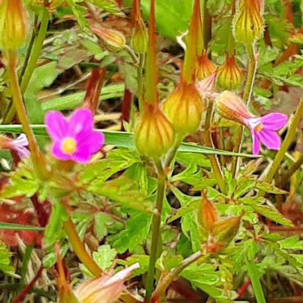 Geranium purpureum Λουλούδι