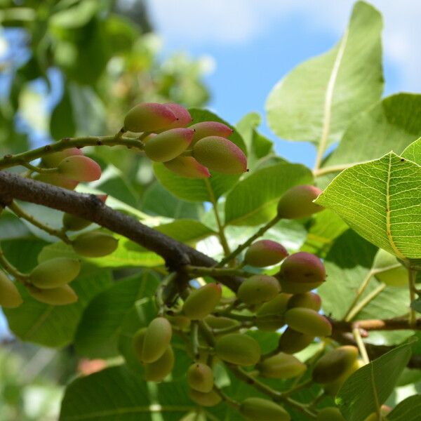 Pistacia vera Flower