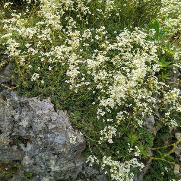 Saxifraga paniculata Hábitos