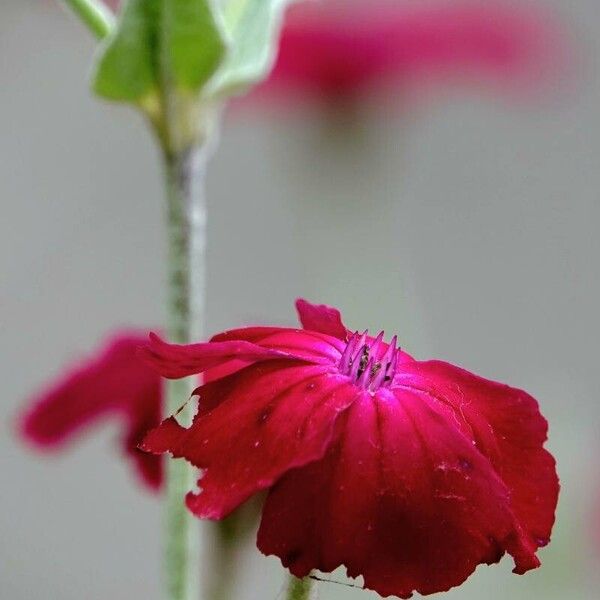 Silene coronaria Yeri