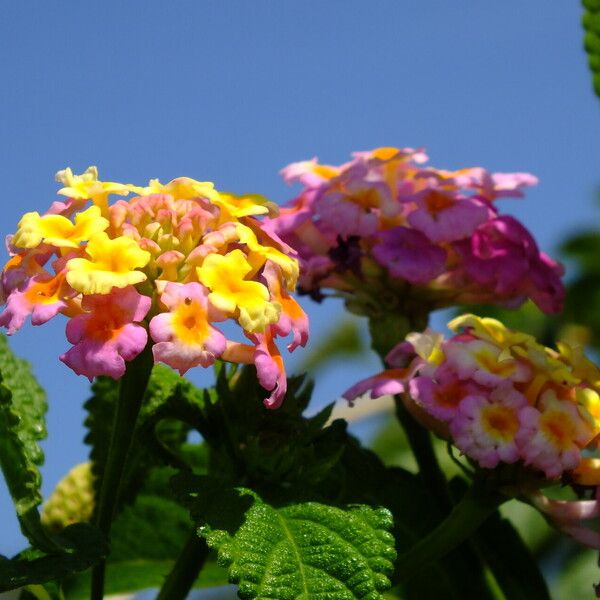 Lantana camara Blüte