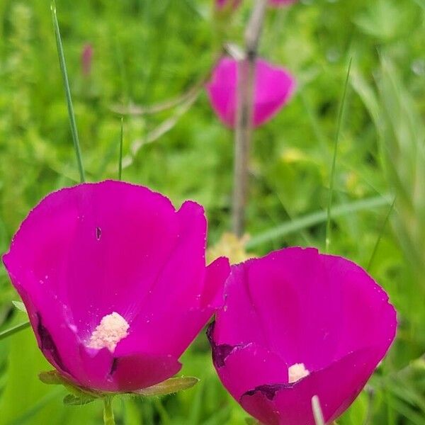 Callirhoe involucrata Кветка