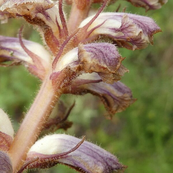 Orobanche minor Kéreg