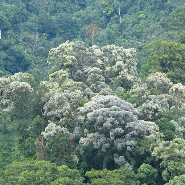 Shorea curtisii 整株植物