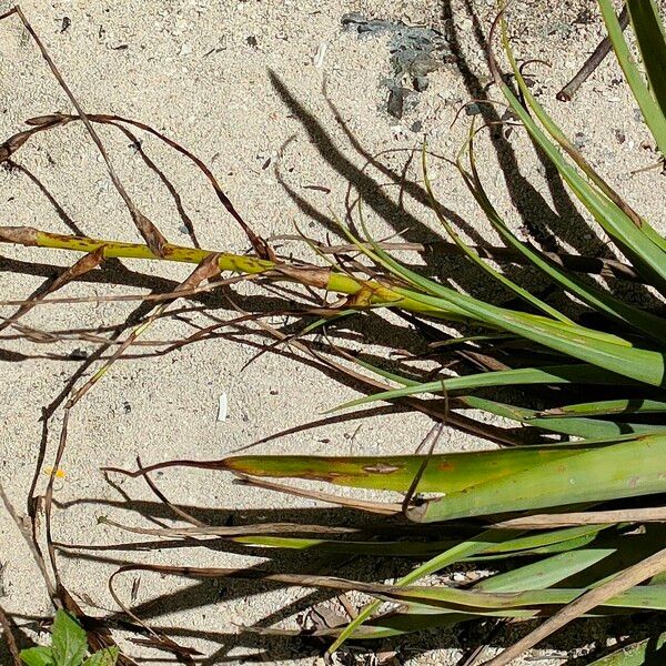 Tillandsia utriculata Fruit