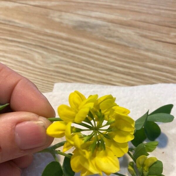 Coronilla valentina Žiedas