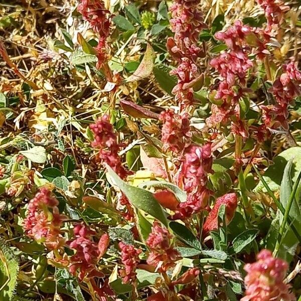 Rumex bucephalophorus Flower