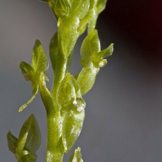 Hammarbya paludosa Blomma