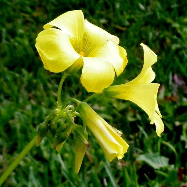 Oxalis pes-caprae Flower