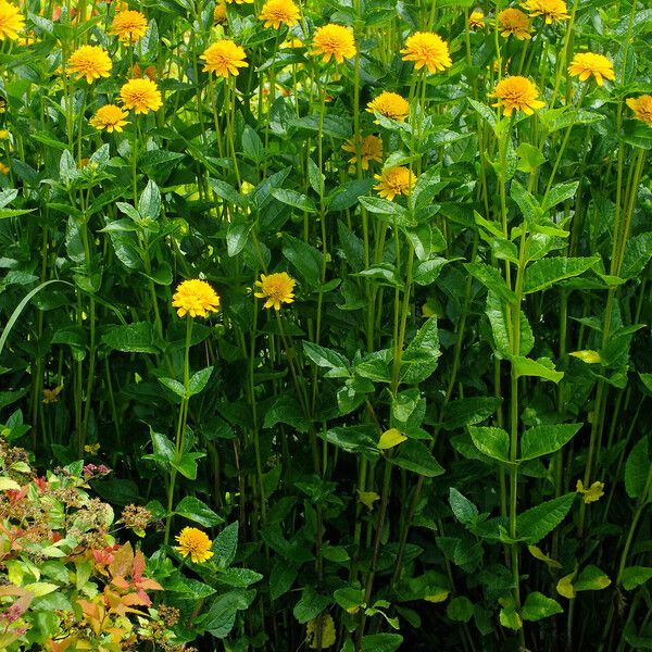 Heliopsis helianthoides Buveinė