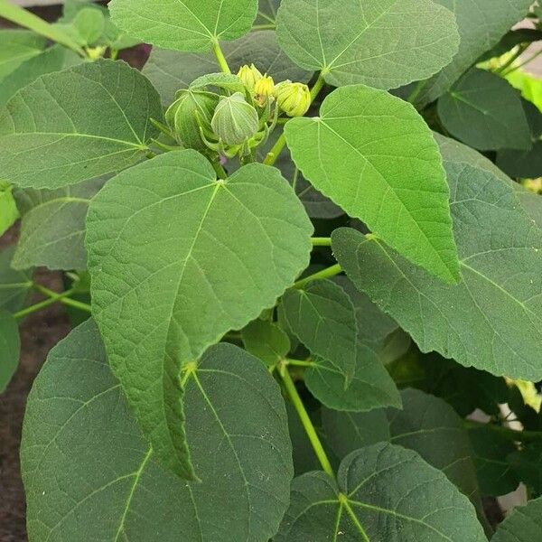 Hibiscus tiliaceus Blatt