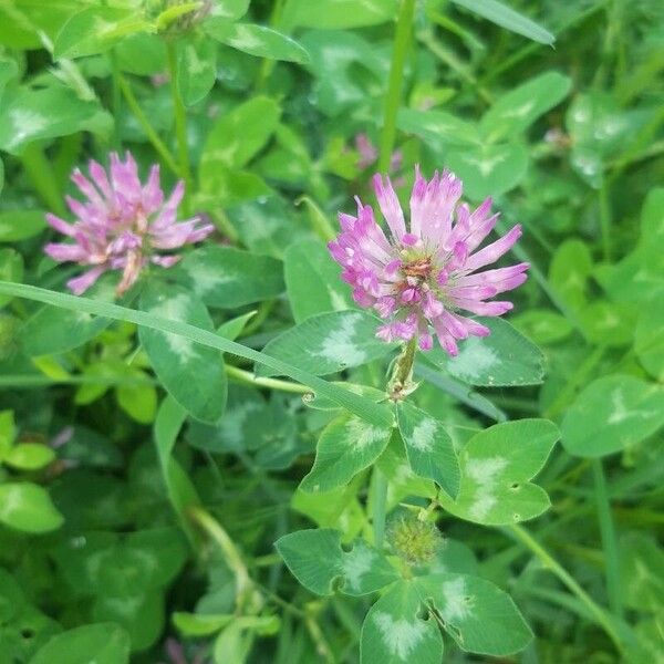 Trifolium medium Цветок