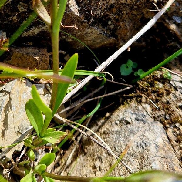 Gentianopsis ciliata Bark